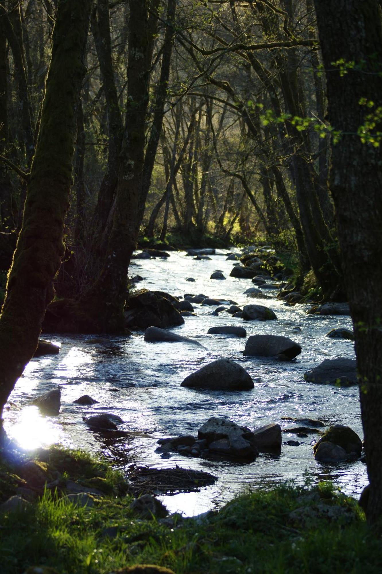 Le Gite De Chomet La Tour-dʼAuvergne Exterior foto